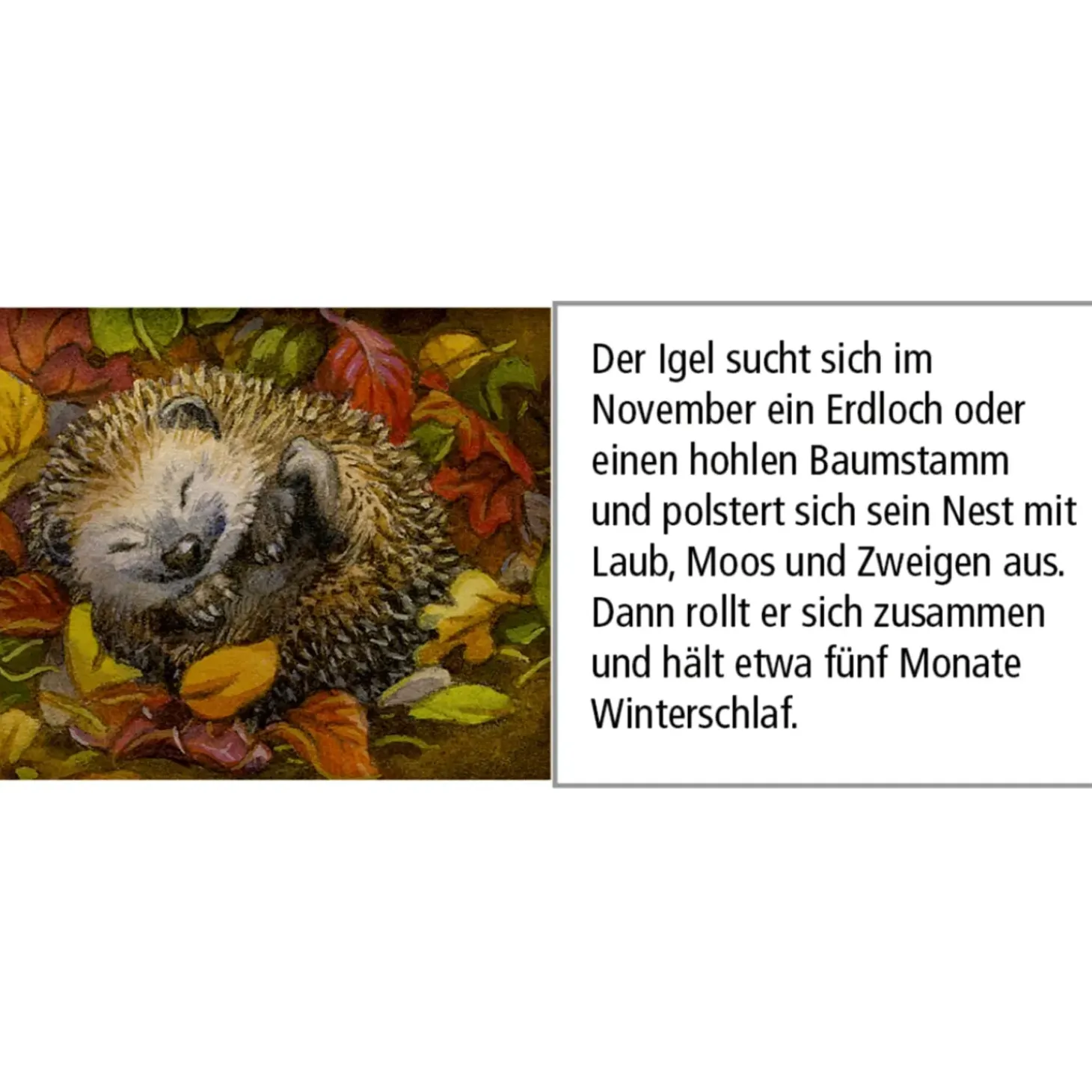 Adventskalender "Tiere Im Winterwald"