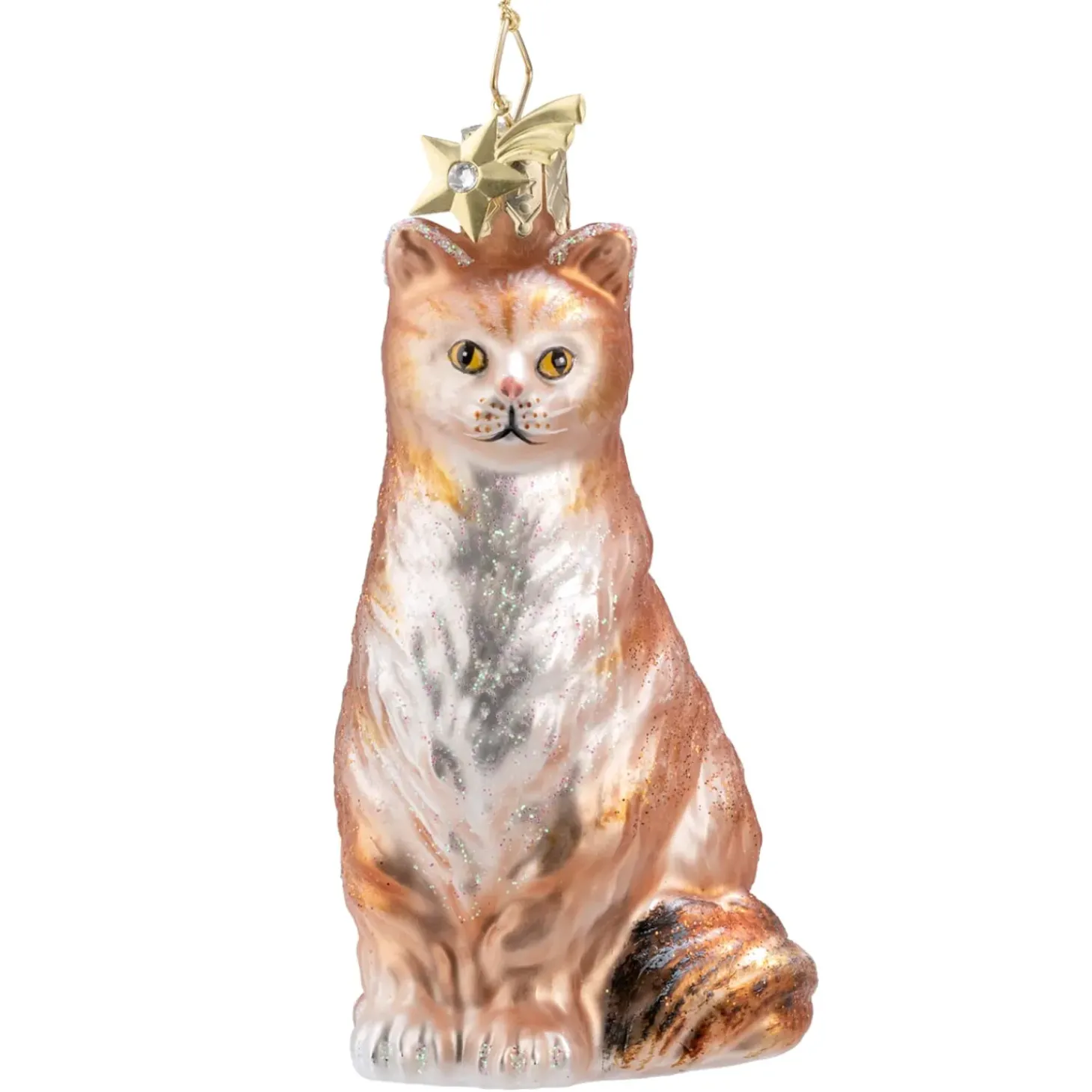 Maine Coon Katze